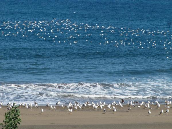 Las aves comparten el mismo medio. Motoristas y "moteros" también. Gran Canaria.