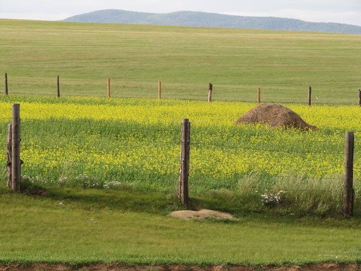 Camino de Chitá, Zabaikalsky Krai, Rusia. Дорога Чита, Забайкальский край, Россия.