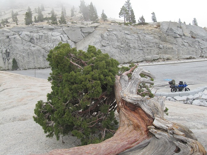 Folixa Astur en Yosemite National Park, CA.