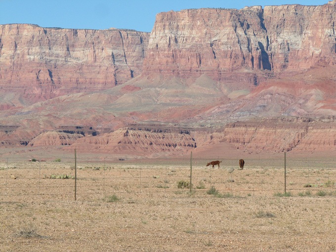 Folixa Astur en Marble Canyon, AZ.