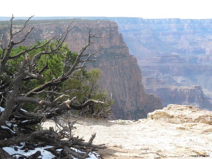 Gran Cañón del río Colorado, Arizona.(USA)