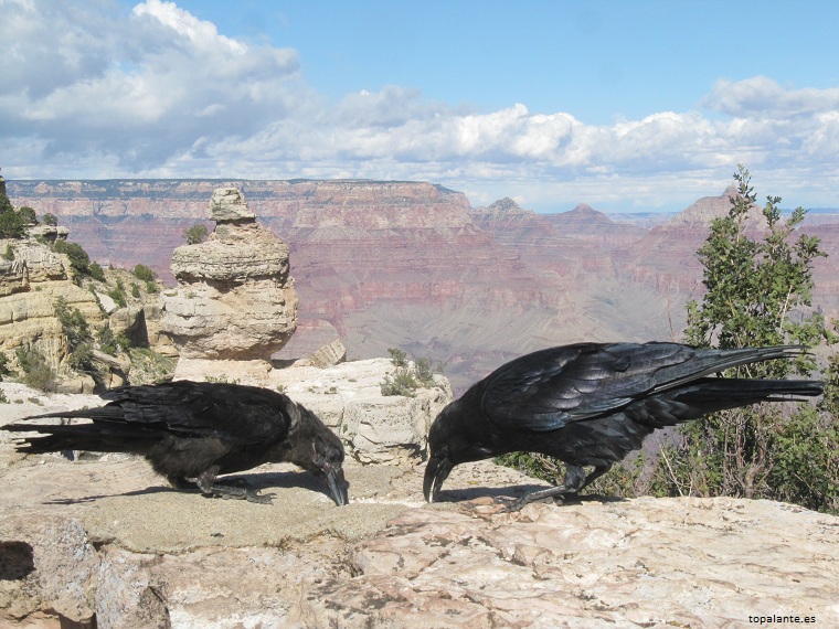  Gran Cañón del Colorado AZ, EEUU.