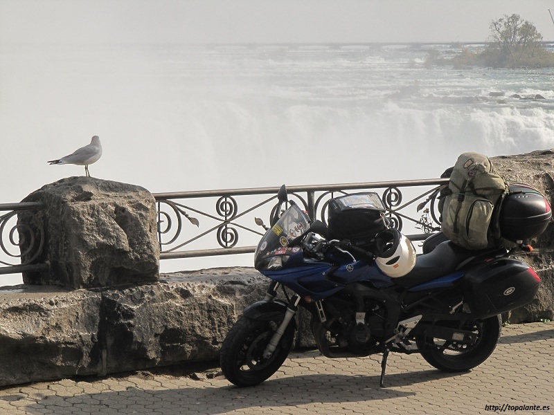 Folixa Astur con la gaviota en las Cataratas del Niágara ON, Canadá.