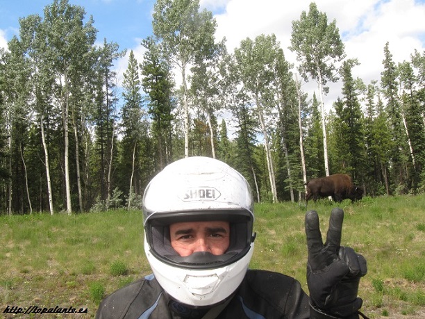 Hay dos búfalos, uno de ellos detrás del casco. Yukon, Canadá.