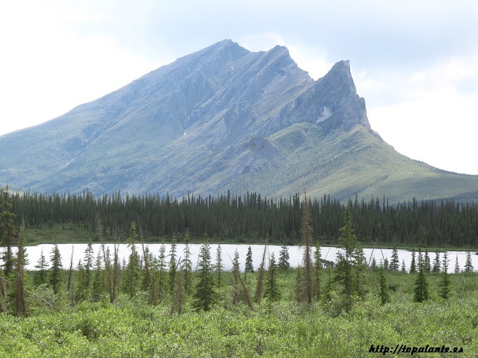  Camino Fairbanks. Dalton Highway, Alaska.