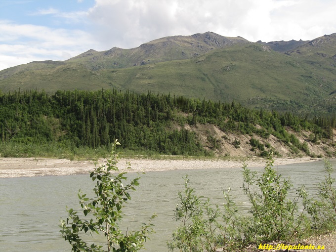 Middle Fork Koyukuk River, Wiseman, AK, USA.