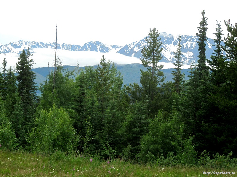 Stewart-Cassiar Highway, Columbia Británica. Canadá.