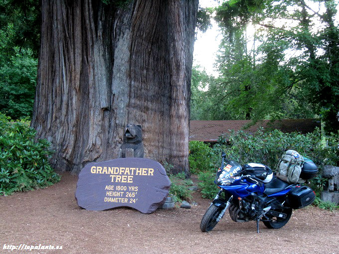 Folixa Astur en el Grandfather Tree, California, USA.