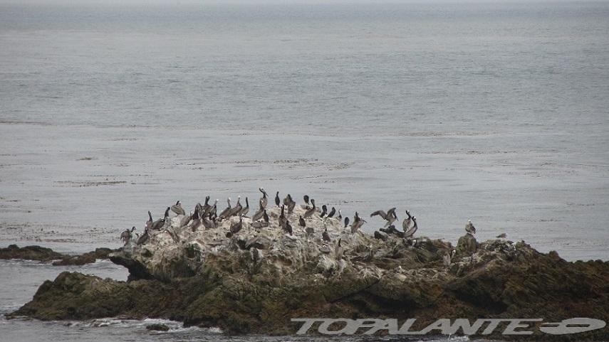 Pelícanos en la costa de Long Beach CA. USA.