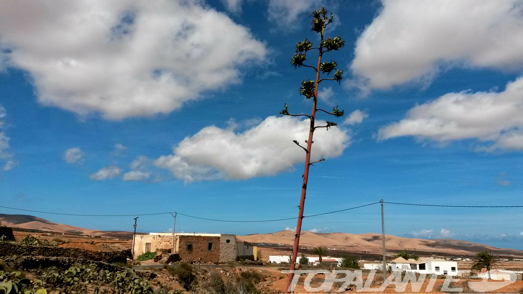 Antigua, Fuerteventura. Islas Canarias.