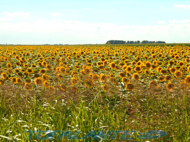 Српска Војводина/Srpska Voivodina, Serbia.
