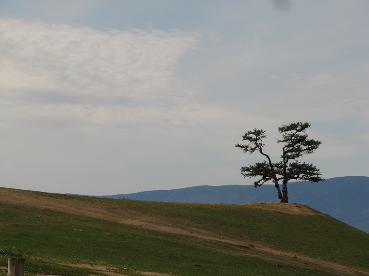 Шаман дерево на острове Ольхон.