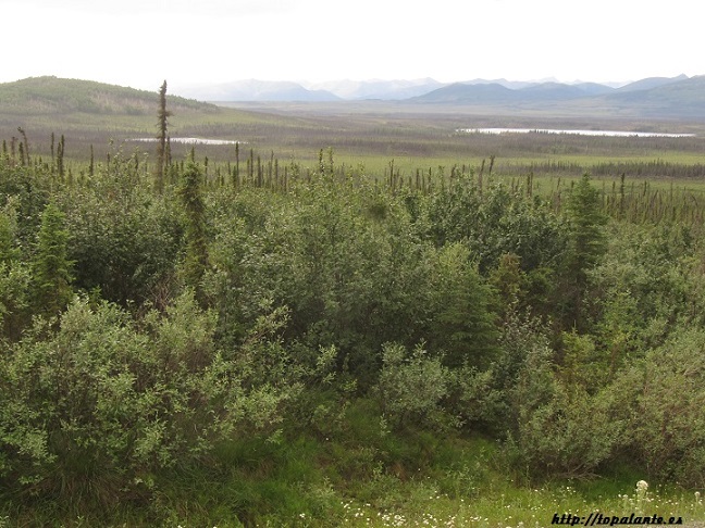 Camino Fairbanks. Dalton Highway, Alaska, USA.