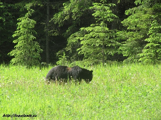 American Black Bear (Ursus americanus) ,Alberta, Canadá.