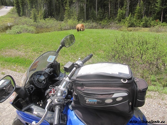 Folixa Astur y un oso Grizzly Bear (Ursus arctos), Alberta, Canadá.