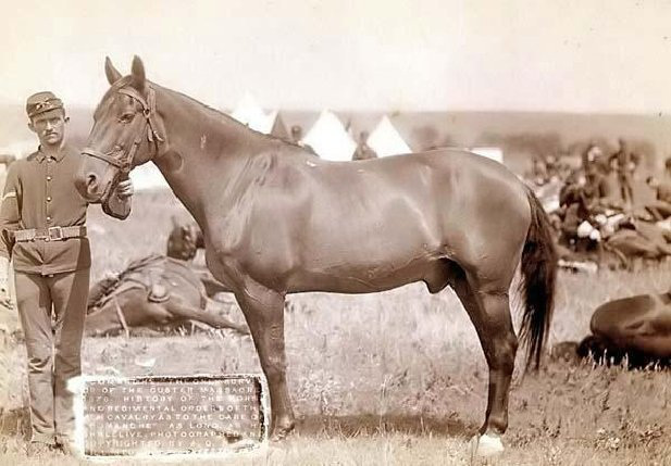 Comanche, único caballo superviviente de la Batalla de Little Big Horn, Montana, EEUU el 26 junio de 1876.  Fuente: Librería del Congreso de los EEUU.